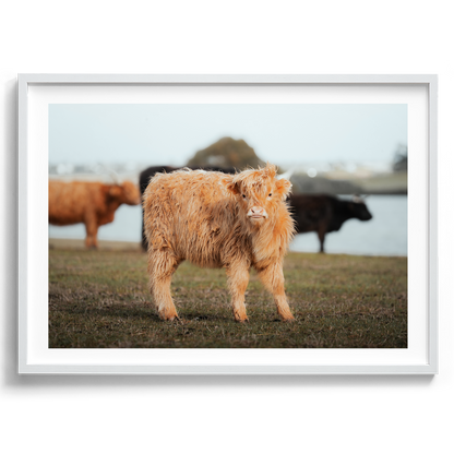 Baby Highland Cow - Victoria - Wall Art