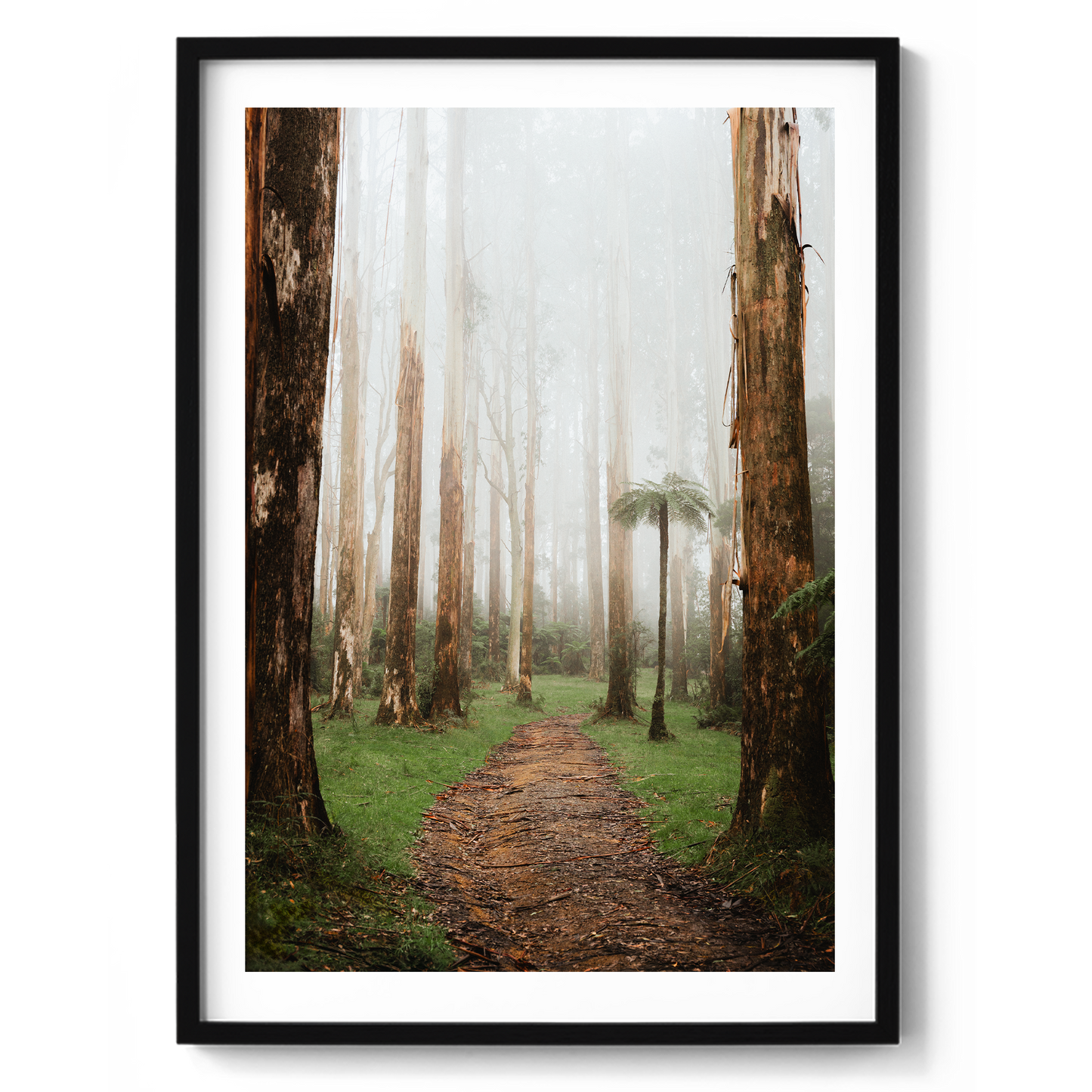 Black Spur Forest - Narbethong - Wall Art