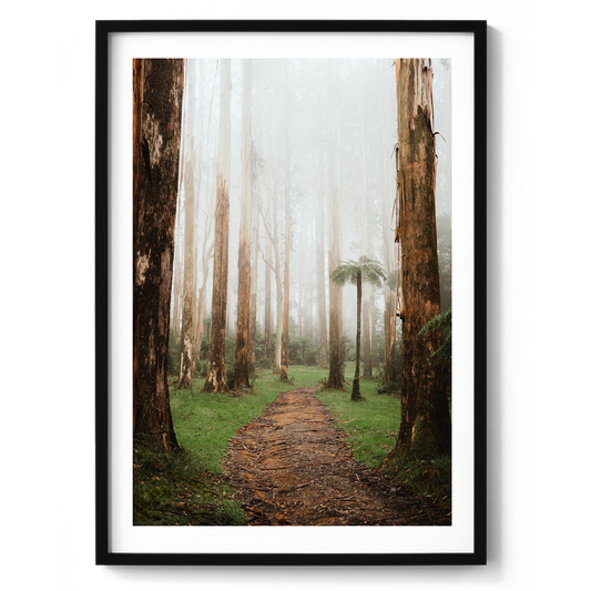 Black Spur Forest - Narbethong - Wall Art