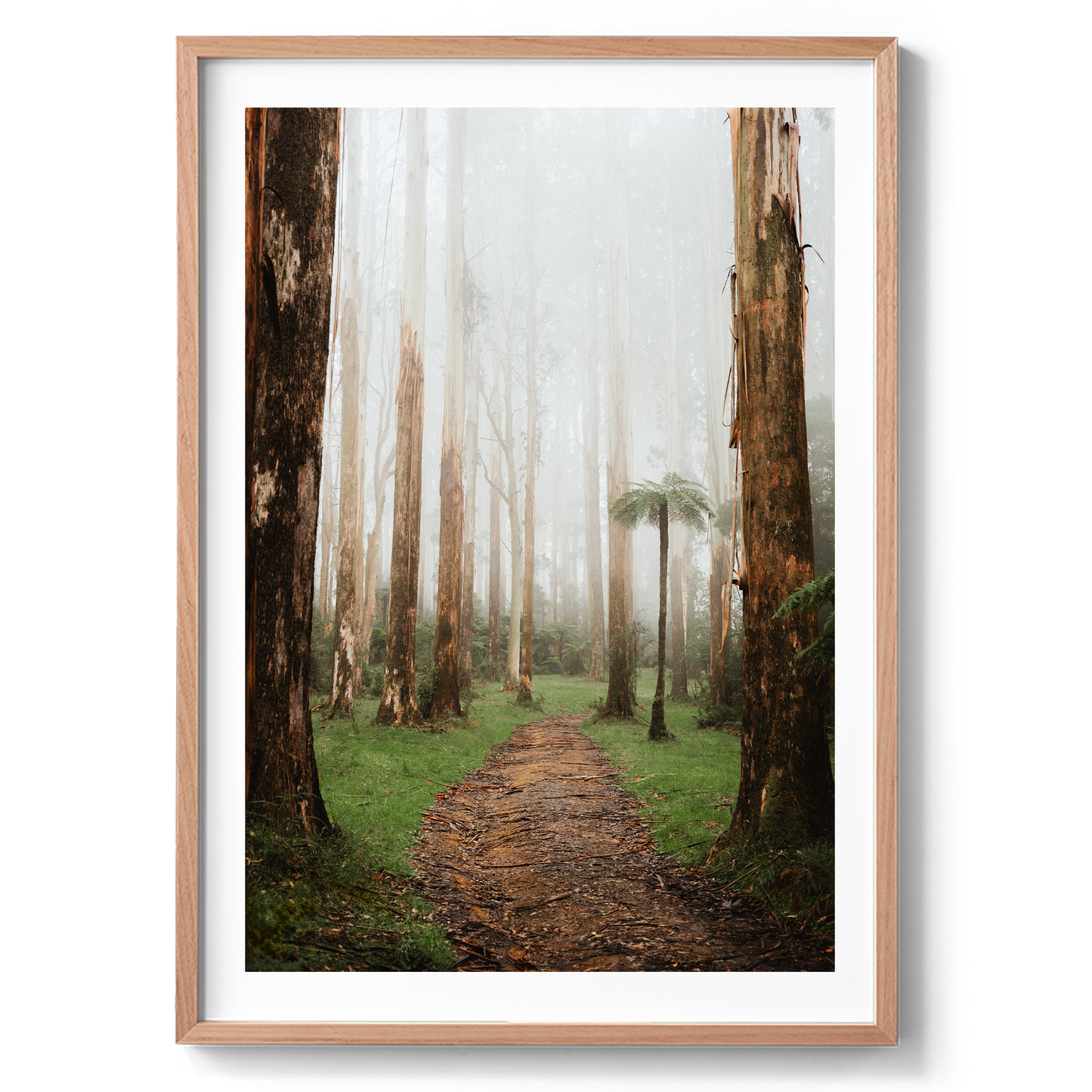 Black Spur Forest - Narbethong - Wall Art