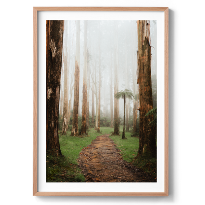 Black Spur Forest - Narbethong - Wall Art