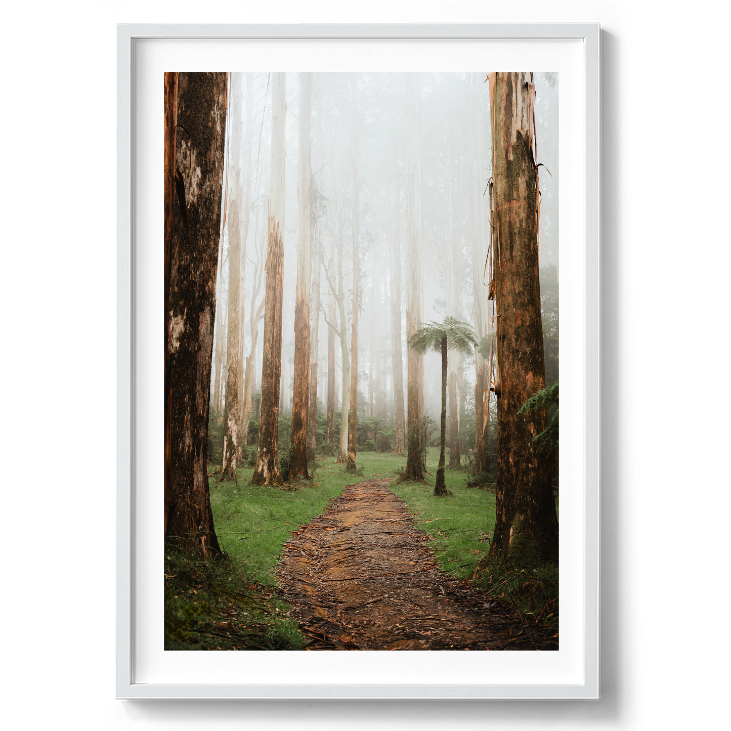 Black Spur Forest - Narbethong - Wall Art