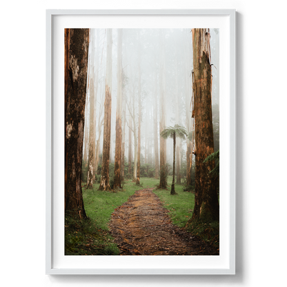 Black Spur Forest - Narbethong - Wall Art