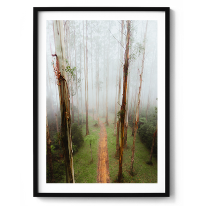Black Spur Forest Aerial - Narbethong - Wall Art