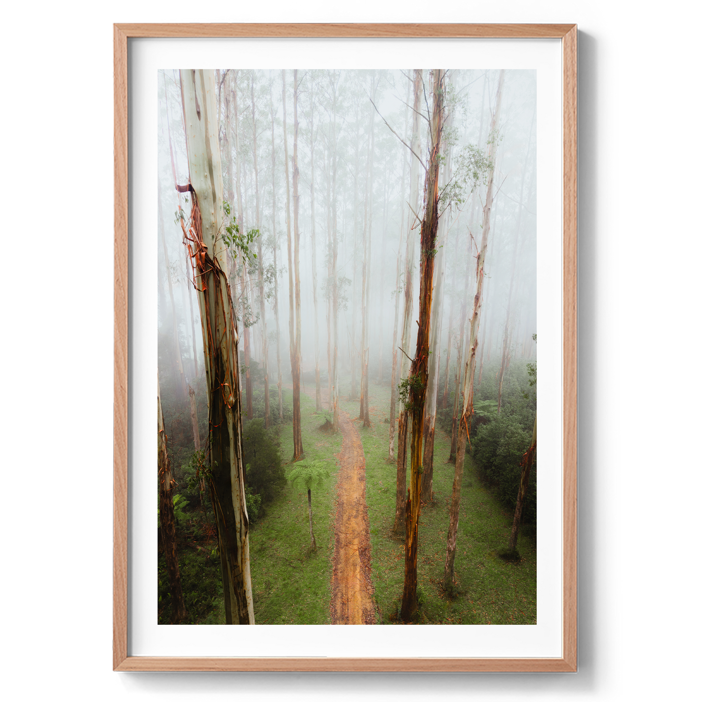 Black Spur Forest Aerial - Narbethong - Wall Art