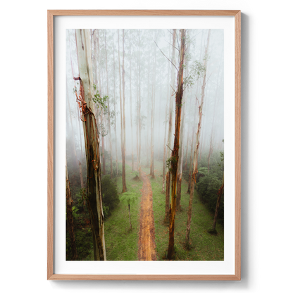 Black Spur Forest Aerial - Narbethong - Wall Art