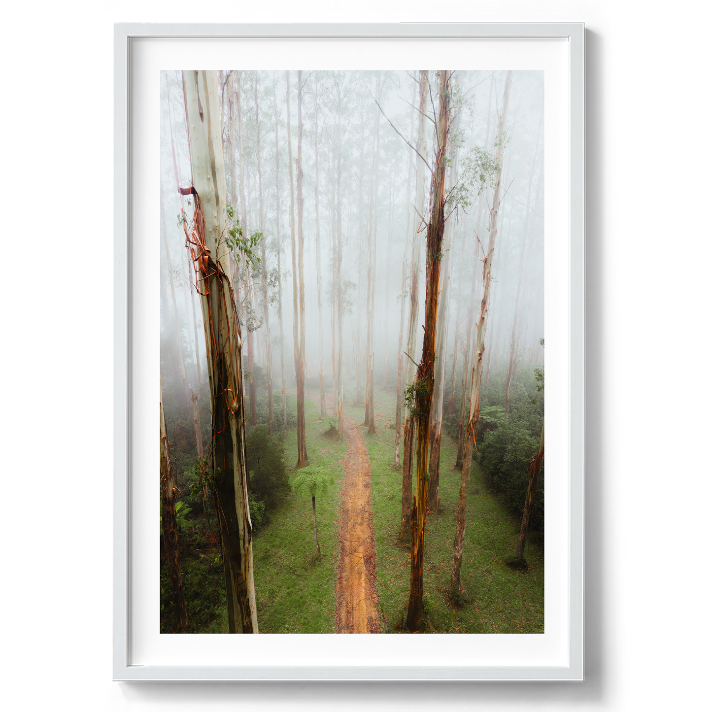 Black Spur Forest Aerial - Narbethong - Wall Art