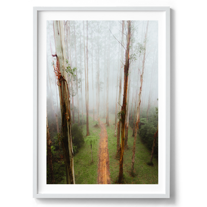Black Spur Forest Aerial - Narbethong - Wall Art