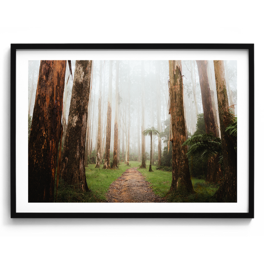 Black Spur Forest II - Narbethong - Wall Art