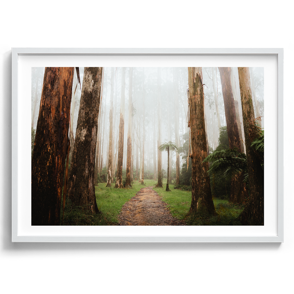 Black Spur Forest II - Narbethong - Wall Art