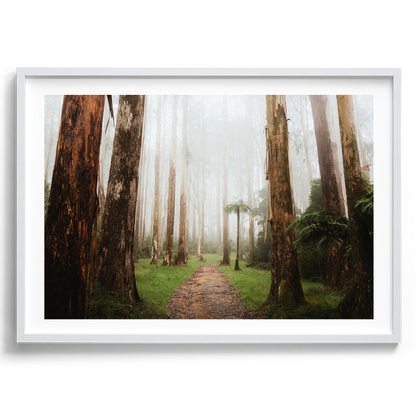 Black Spur Forest II - Narbethong - Wall Art