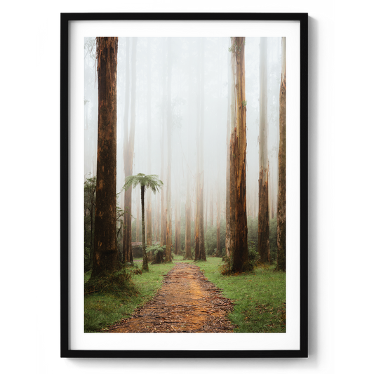 Black Spur Forest III - Narbethong - Wall Art