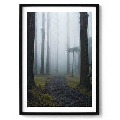 Black Spur Forest - Victoria - Wall Art