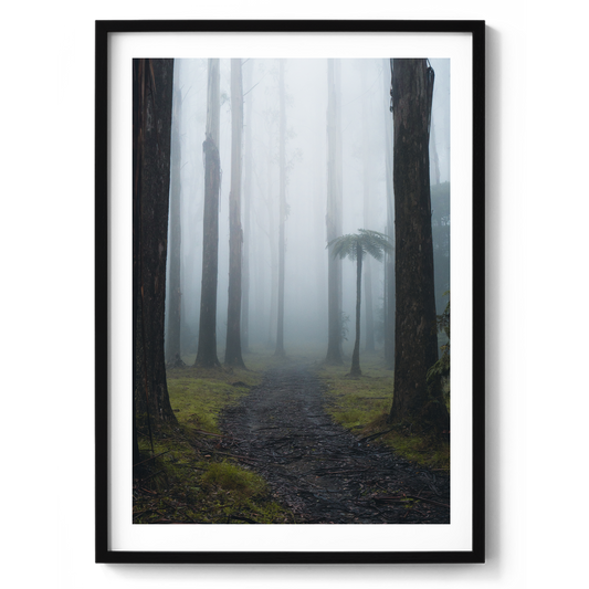 Black Spur Forest - Victoria - Wall Art