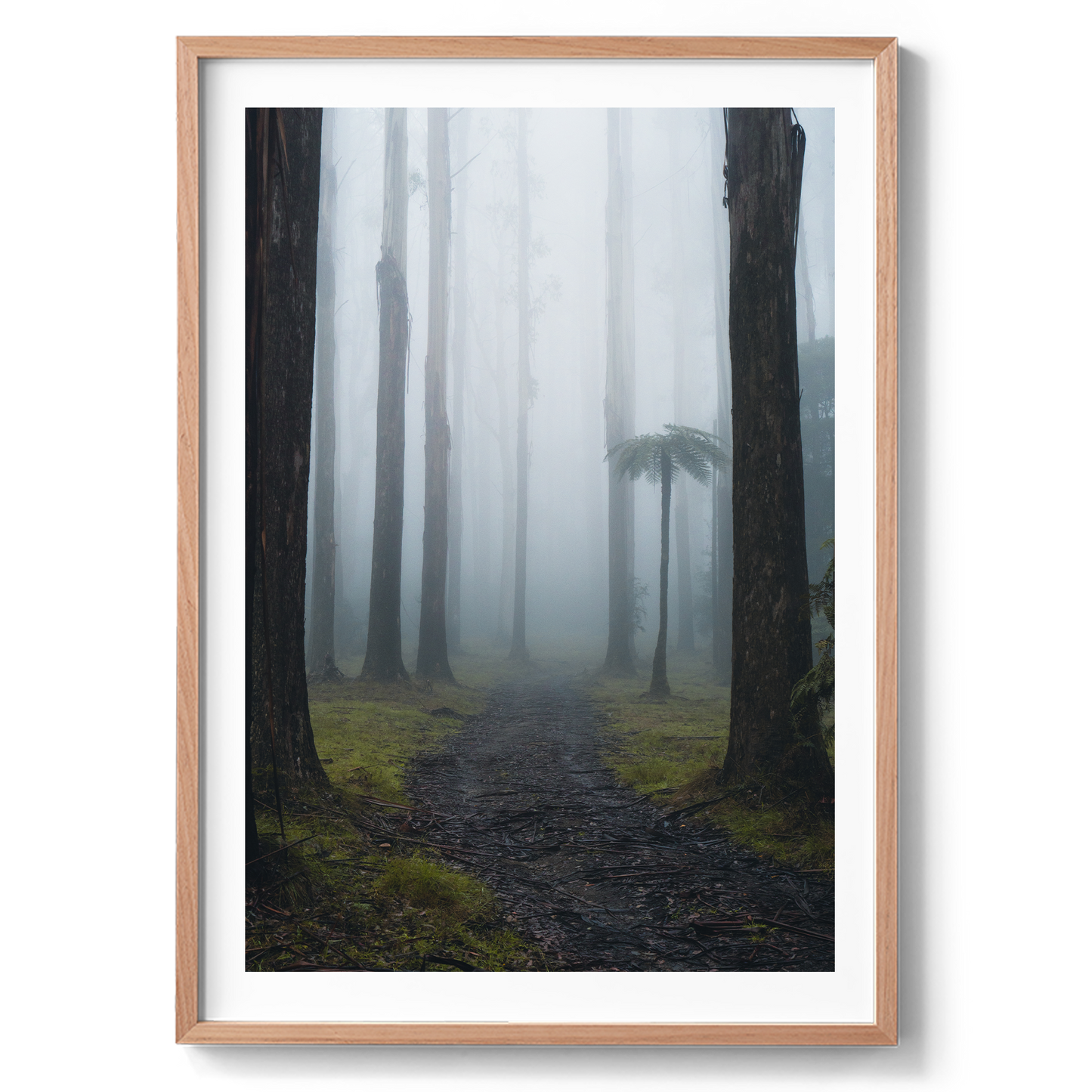 Black Spur Forest - Victoria - Wall Art