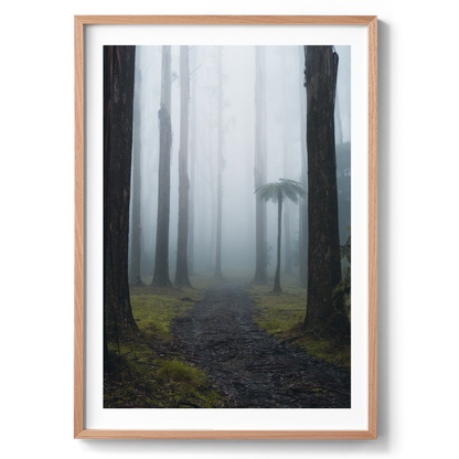 Black Spur Forest - Victoria - Wall Art