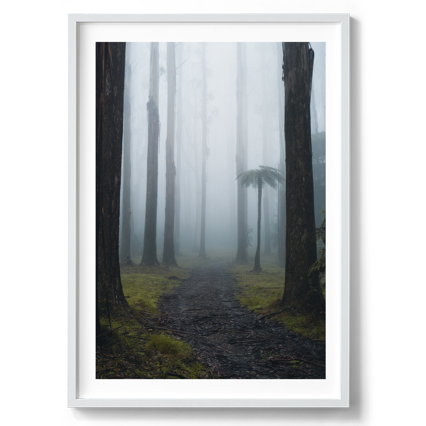 Black Spur Forest - Victoria - Wall Art