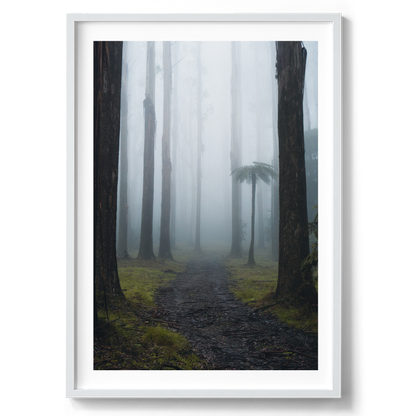 Black Spur Forest - Victoria - Wall Art