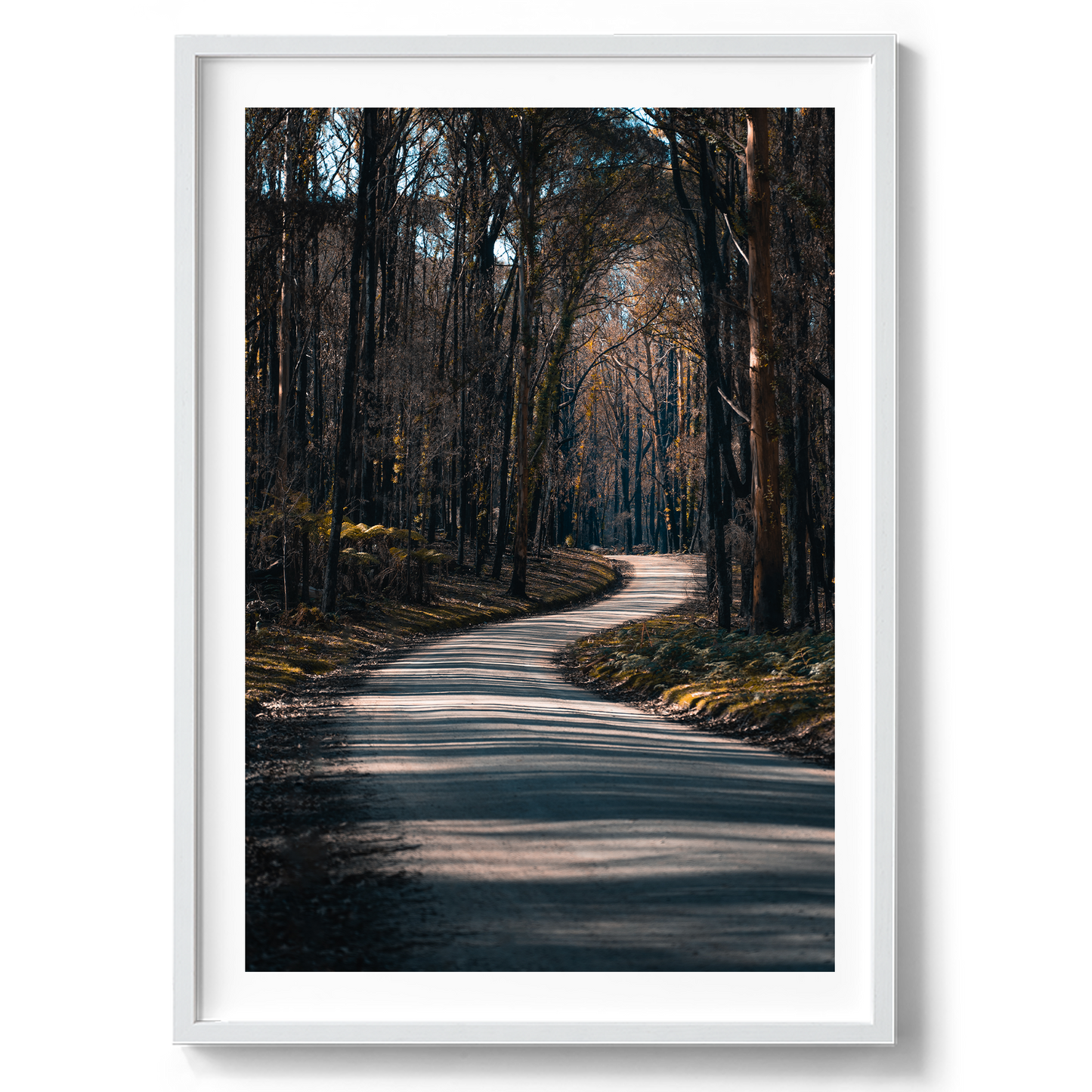 Bunyip State Park Winding Road - Victoria - Wall Art