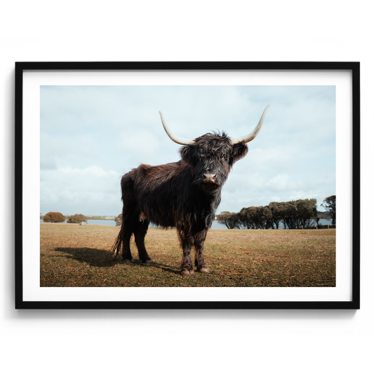 The Silent Watcher - Victoria - Wall Art