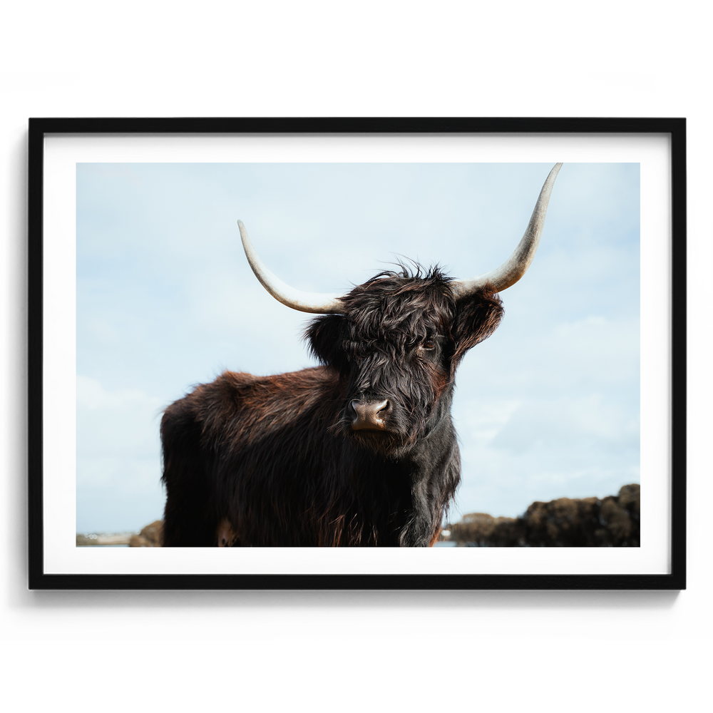 Highland Cow Majesty - Victoria