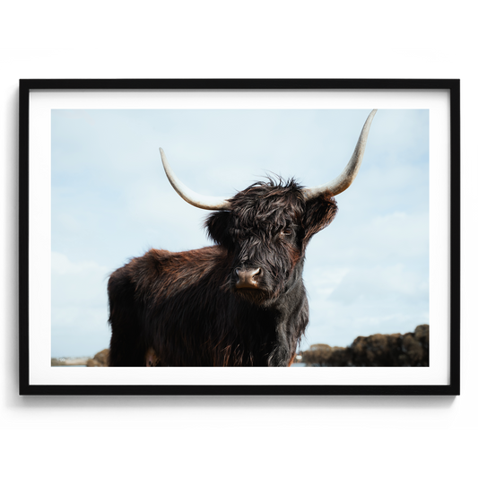 Highland Cow Majesty - Victoria - Wall Art