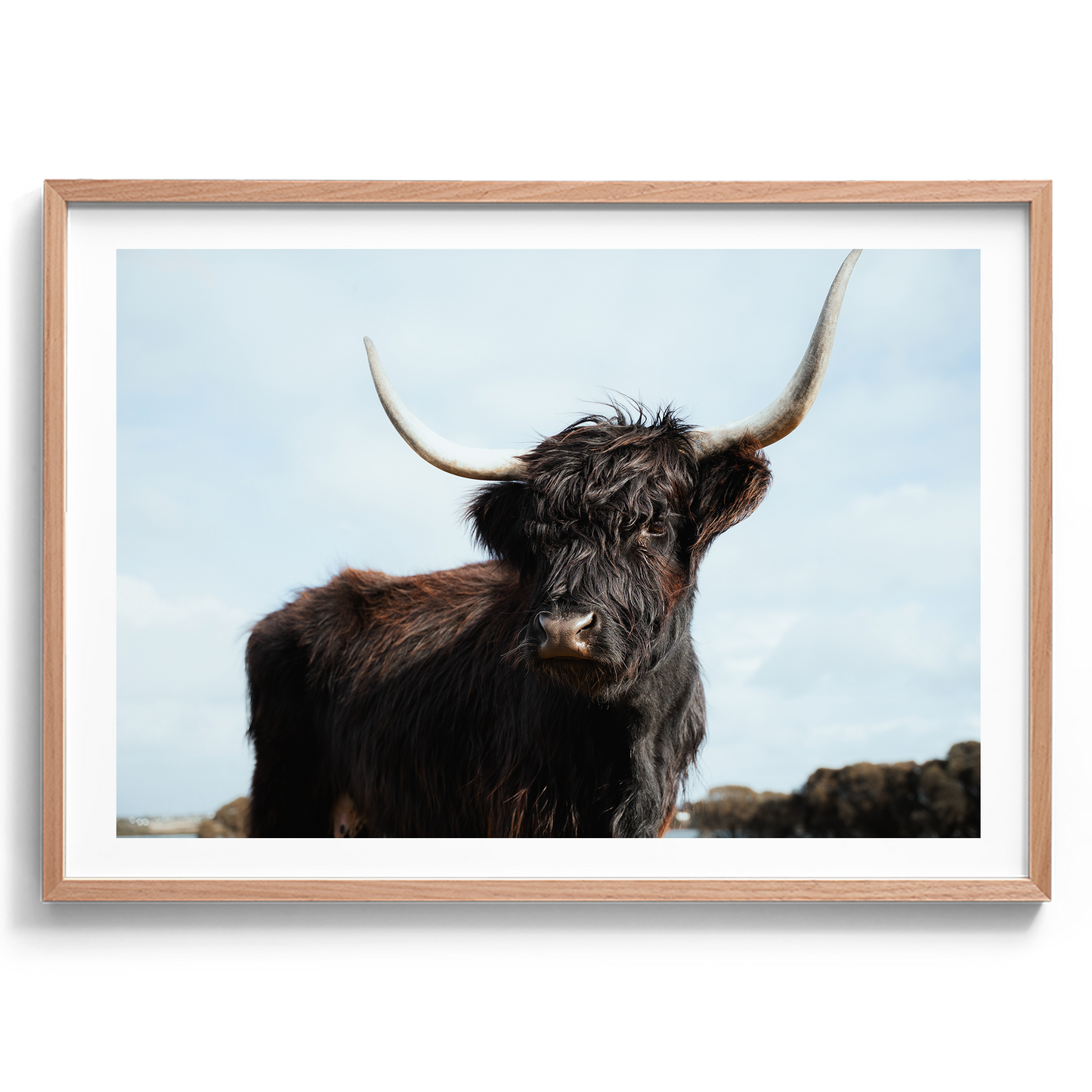 Highland Cow Majesty - Victoria - Wall Art