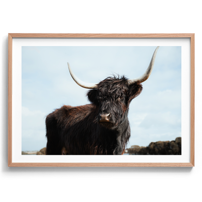 Highland Cow Majesty - Victoria - Wall Art