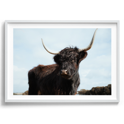 Highland Cow Majesty - Victoria - Wall Art