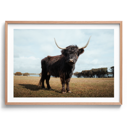 The Silent Watcher - Victoria - Wall Art