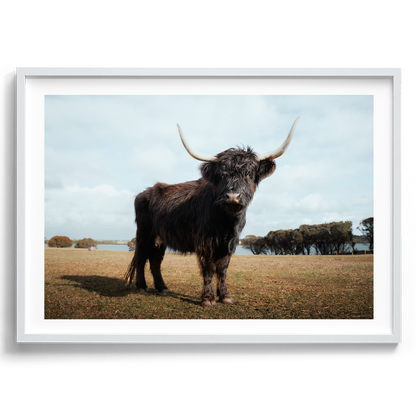 The Silent Watcher - Victoria - Wall Art