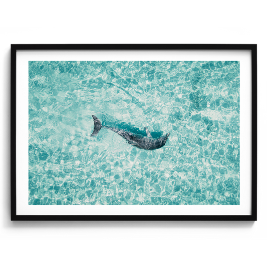 Dolphin In The Tide - South Australia