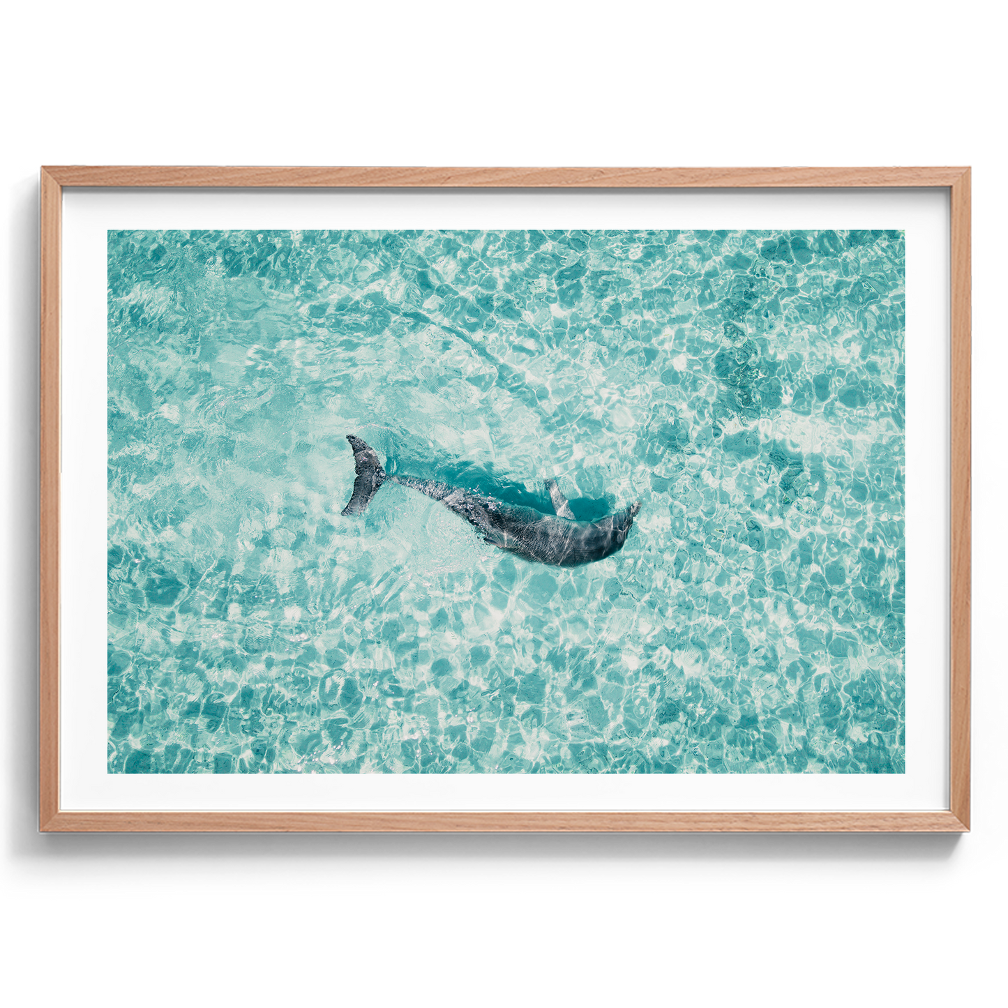 Dolphin In The Tide - South Australia