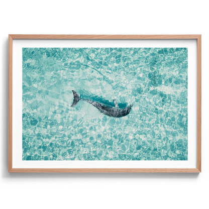Dolphin In The Tide - South Australia
