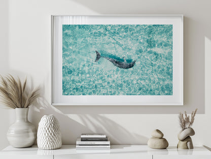 Dolphin In The Tide - South Australia