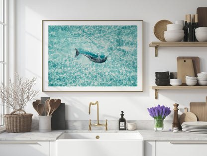Dolphin In The Tide - South Australia