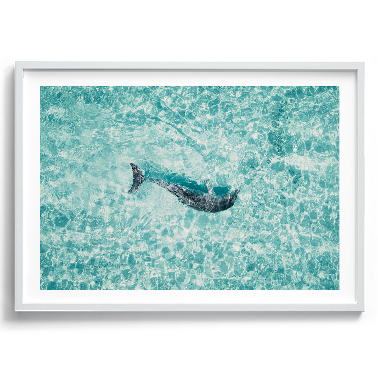 Dolphin In The Tide - South Australia