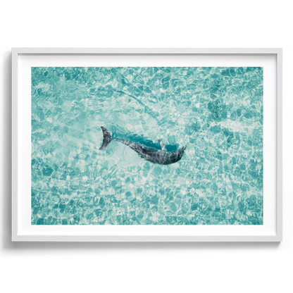 Dolphin In The Tide - South Australia