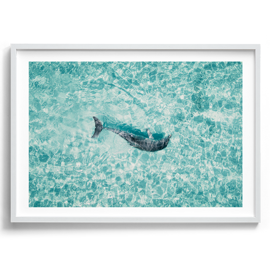 Dolphin In The Tide in South Australia artwork presented in a white frame