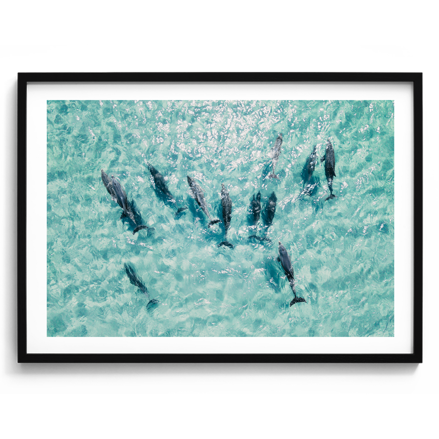 Dolphins In Motion - South Australia