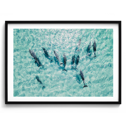 Dolphins In Motion - South Australia