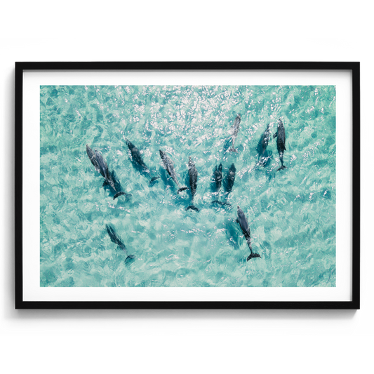Dolphins In Motion - South Australia