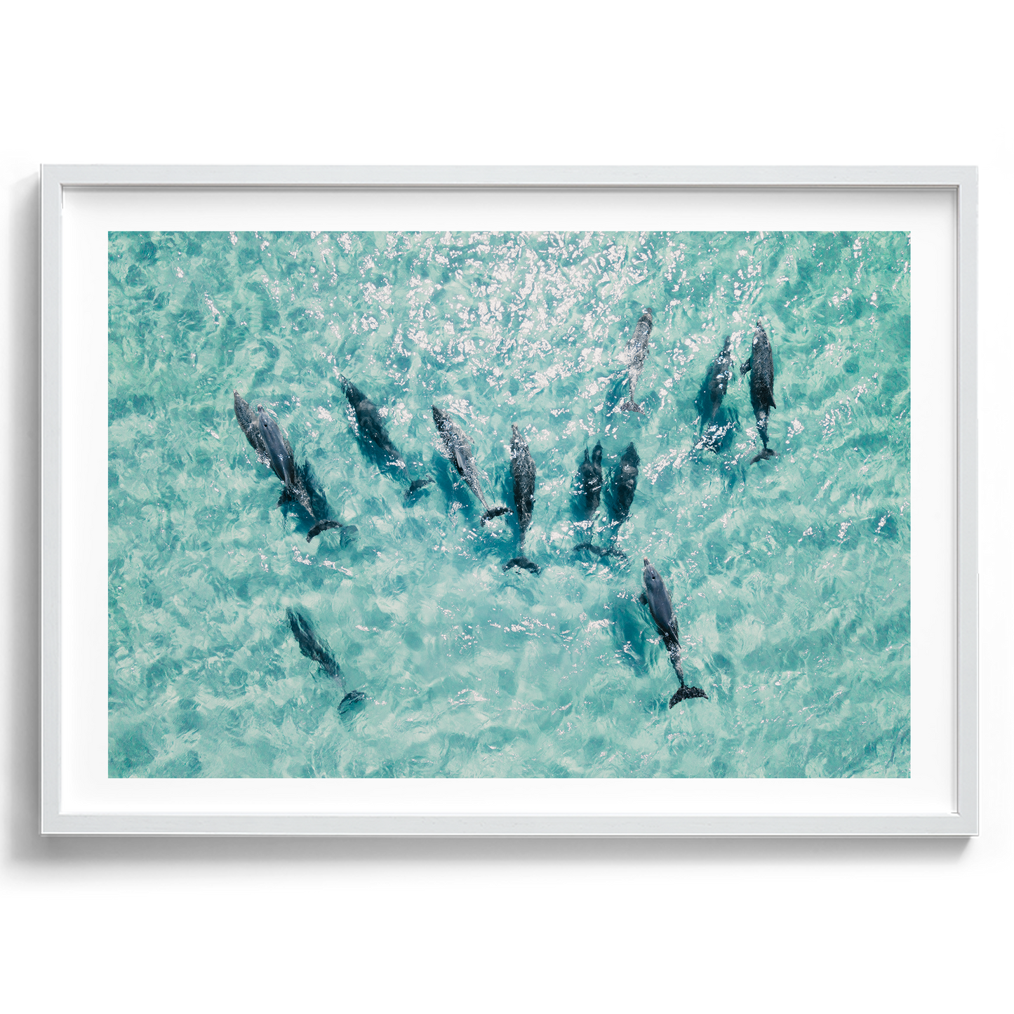 Dolphins In Motion - South Australia