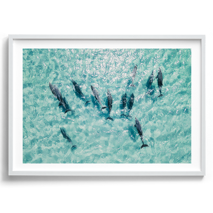 Dolphins In Motion - South Australia