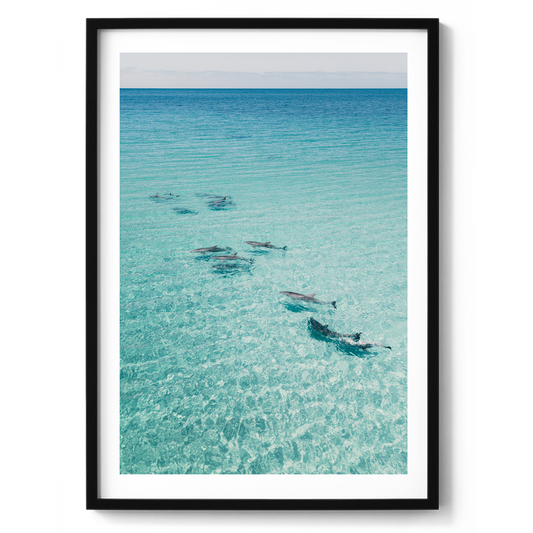 Dolphins On Tour - South Australia