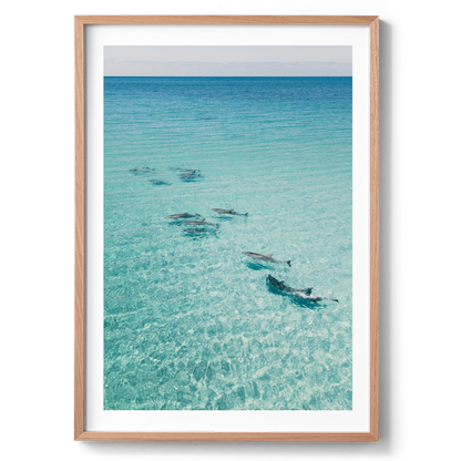 Dolphins On Tour - South Australia