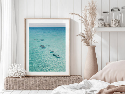 Dolphins On Tour - South Australia