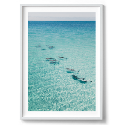 Dolphins On Tour - South Australia