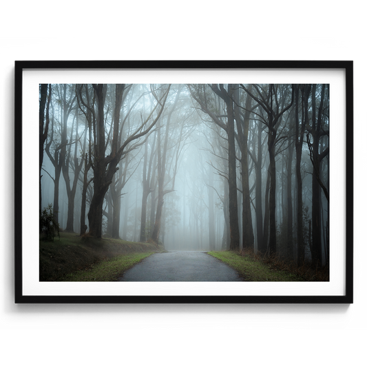 Misty Forest - Dandenong Ranges - Victoria - Wall Art