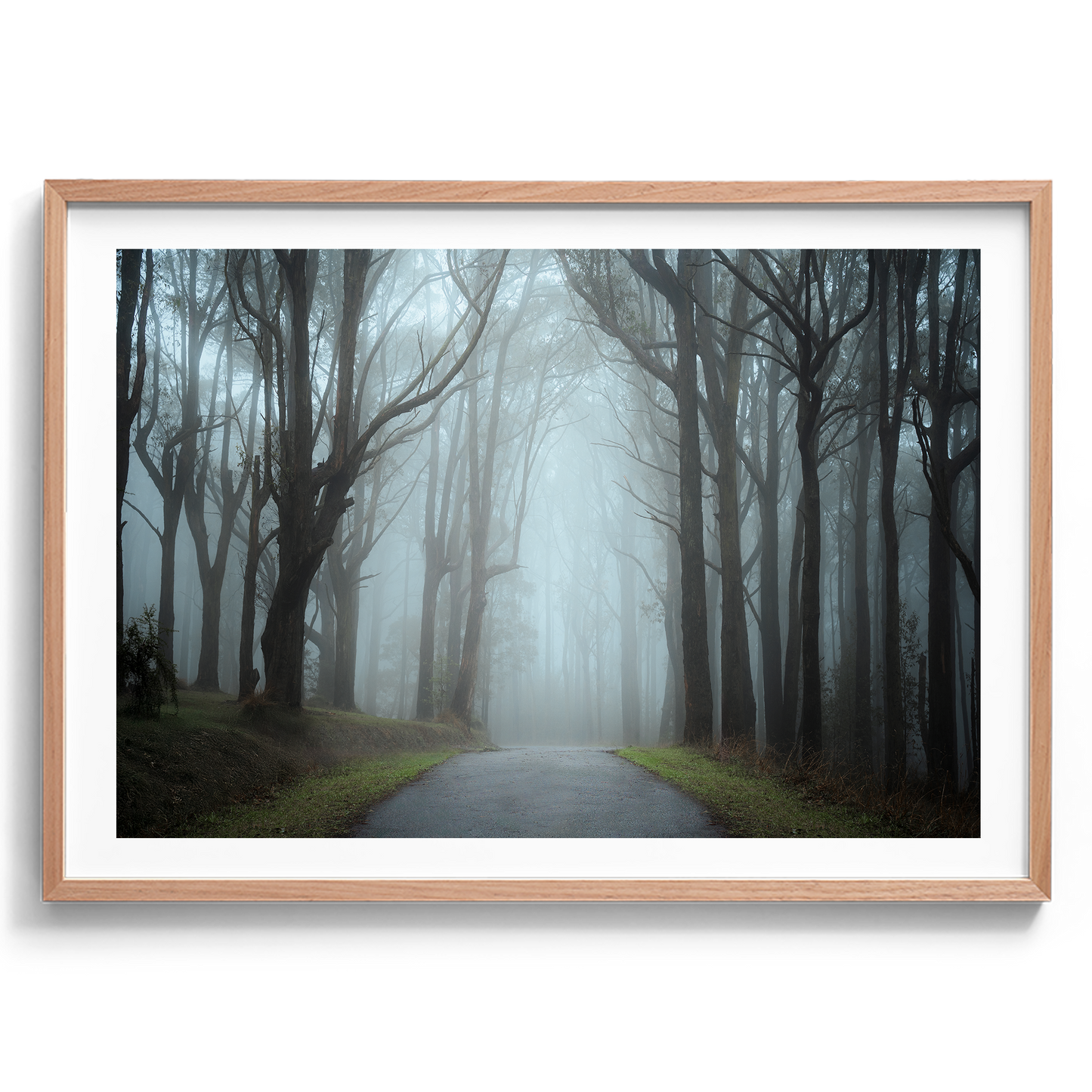 Misty Forest - Dandenong Ranges - Victoria - Wall Art